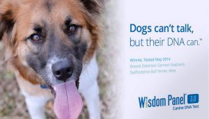 Wisdom Panel 3 dna