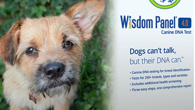 Wisdom Panel 4 dna