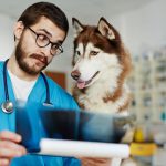 Best Dog DNA Tests Of 2017