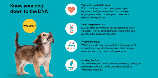 Cornell Startup Embark Founded to Assess Various Dogs' Genealogy