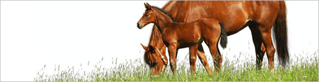 Equine Parentage DNA