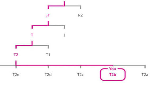 ancestry Motherline