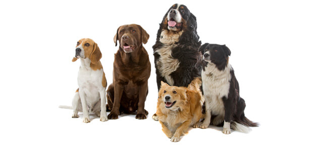 EasyDNA Animal dog test