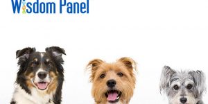 Wisdom Panel Breed Identification Dog DNA Test