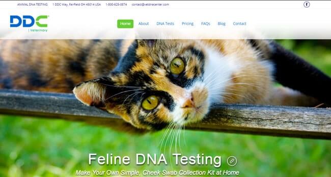 homepage DDC-Feline