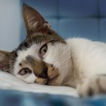 Best Cat DNA Tests Of 2017