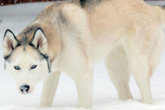 Embark Uncovers Why Dogs Have Blue Eyes